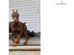 Doberman Pinscher Puppy for sale in Little Rock, AR, USA