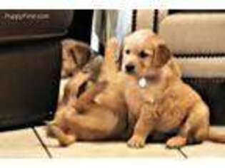 Golden Retriever Puppy for sale in Briggs, TX, USA