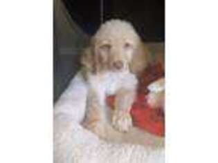 Labradoodle Puppy for sale in Pomona, CA, USA