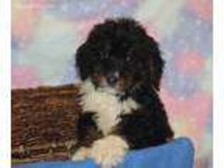 Bernese Mountain Dog Puppy for sale in Joice, IA, USA