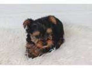 Yorkshire Terrier Puppy for sale in Lodi, NY, USA
