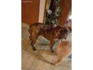 Olde English Bulldogge Puppy for sale in Ashland, PA, USA