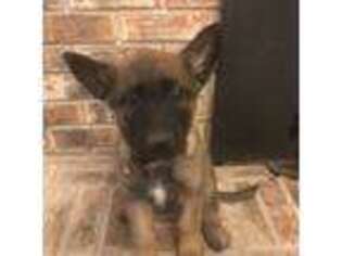Belgian Malinois Puppy for sale in Picayune, MS, USA