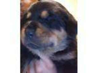 Rottweiler Puppy for sale in Allentown, PA, USA
