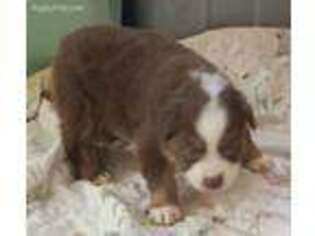 Australian Shepherd Puppy for sale in Tully, NY, USA