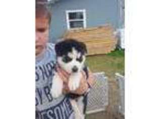 Siberian Husky Puppy for sale in Fair Play, SC, USA