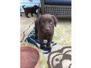 Labrador Retriever Puppy for sale in New Lenox, IL, USA
