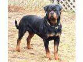 Rottweiler Puppy for sale in Preston, CT, USA