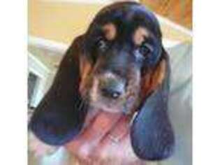 Basset Hound Puppy for sale in Fonda, NY, USA