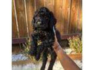 Goldendoodle Puppy for sale in Rancho Cordova, CA, USA