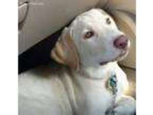Labrador Retriever Puppy for sale in Port Orange, FL, USA