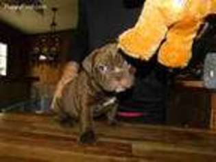 Olde English Bulldogge Puppy for sale in Athens, PA, USA