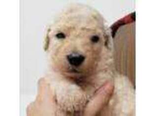 Goldendoodle Puppy for sale in Eugene, OR, USA