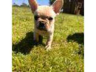 French Bulldog Puppy for sale in Searcy, AR, USA