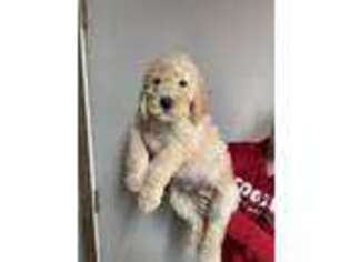 Labradoodle Puppy for sale in Magnolia, TX, USA