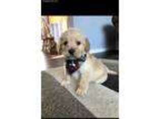 Goldendoodle Puppy for sale in Deer River, MN, USA