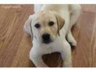 Labrador Retriever Puppy for sale in Ephrata, WA, USA