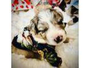 Miniature Australian Shepherd Puppy for sale in Holly Ridge, NC, USA