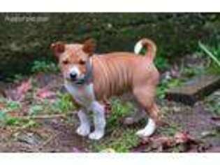 Basenji Puppy for sale in Birmingham, AL, USA