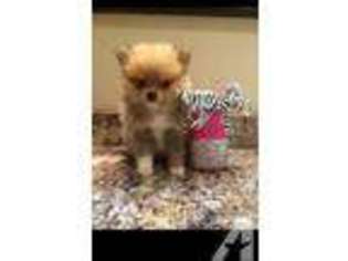 Pomeranian Puppy for sale in GROVE, OK, USA