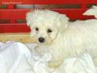 Havanese Puppy for sale in Seneca, SC, USA
