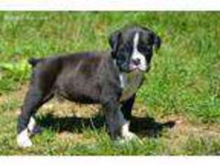 Boxer Puppy for sale in Auburn, PA, USA