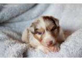 Australian Shepherd Puppy for sale in Ridgeway, IA, USA