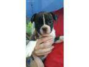 French Bulldog Puppy for sale in Sparta, TN, USA