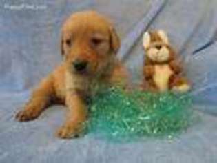 Golden Retriever Puppy for sale in Guthrie Center, IA, USA