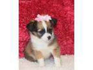 Chihuahua Puppy for sale in Finley, OK, USA