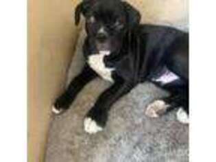 Boxer Puppy for sale in Beaverton, OR, USA