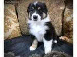 Collie Puppy for sale in Tucson, AZ, USA
