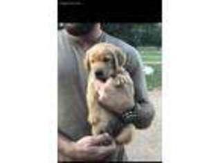 Golden Retriever Puppy for sale in Jarrell, TX, USA