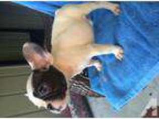 French Bulldog Puppy for sale in DENVER, TN, USA
