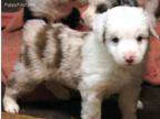 Australian Shepherd Puppy for sale in Toledo, WA, USA