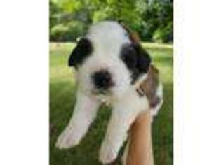 Saint Bernard Puppy for sale in Bunker Hill, IN, USA