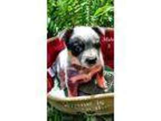 Australian Cattle Dog Puppy for sale in Woodland, WA, USA