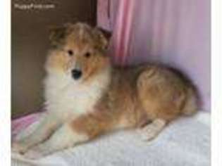 Collie Puppy for sale in Oriental, NC, USA