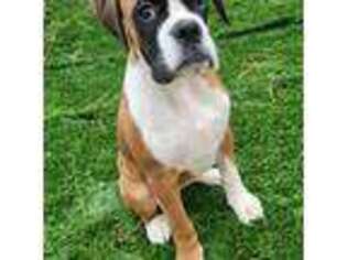 Boxer Puppy for sale in Cheney, WA, USA