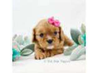 Cavalier King Charles Spaniel Puppy for sale in Republic, MO, USA