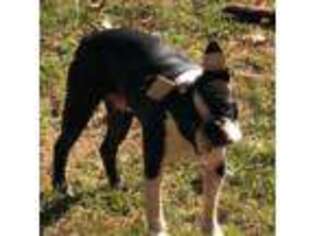 Boston Terrier Puppy for sale in Valley, AL, USA