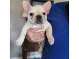 French Bulldog Puppy for sale in Fair Grove, MO, USA