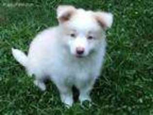 Border Collie Puppy for sale in Gloucester, VA, USA