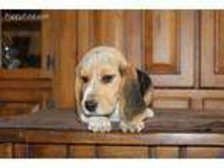 Beagle Puppy for sale in Warsaw, IN, USA