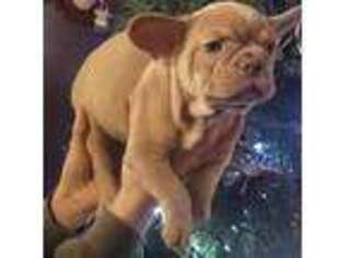 French Bulldog Puppy for sale in Cashton, WI, USA