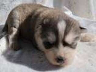 Siberian Husky Puppy for sale in Concord, NC, USA