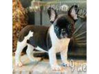 French Bulldog Puppy for sale in Jefferson City, MO, USA