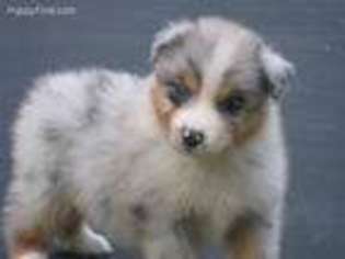 Australian Shepherd Puppy for sale in Wilson, NY, USA