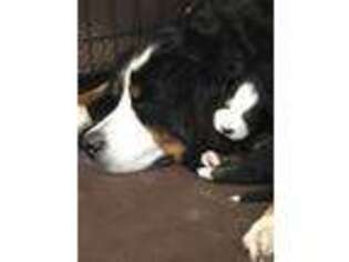 Bernese Mountain Dog Puppy for sale in Mansfield, OH, USA