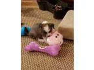 Chinese Crested Puppy for sale in Kalamazoo, MI, USA